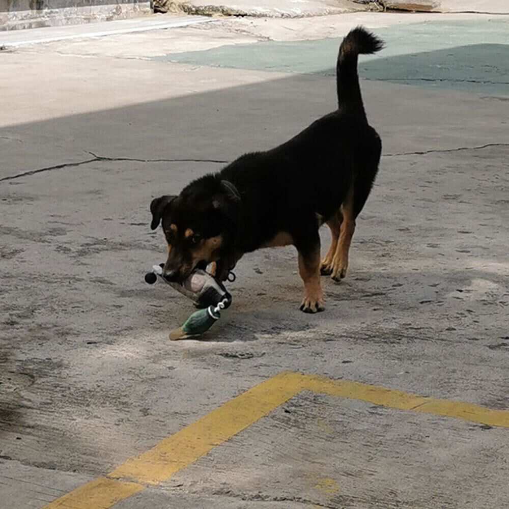 Decoy Duck Plastic - Simulierte Entenattrappe für Hundetraining, Entspannung und